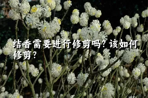 结香需要进行修剪吗？该如何修剪？