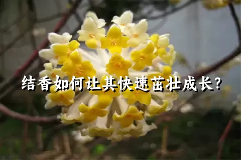 结香如何让其快速茁壮成长？