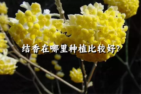 结香在哪里种植比较好？