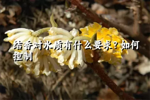 结香对水质有什么要求？如何控制