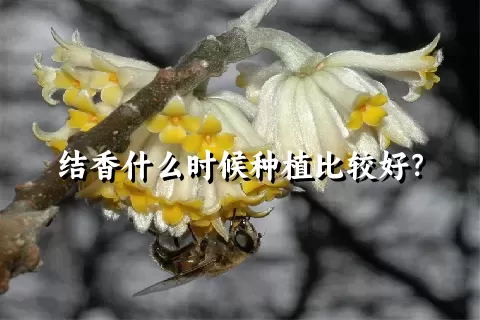 结香什么时候种植比较好？