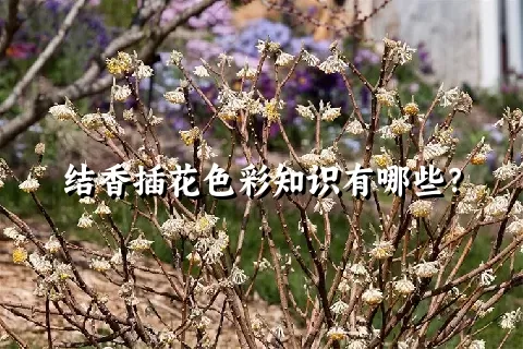 结香插花色彩知识有哪些？