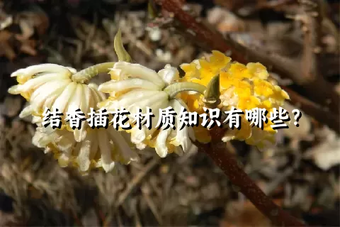 结香插花材质知识有哪些？