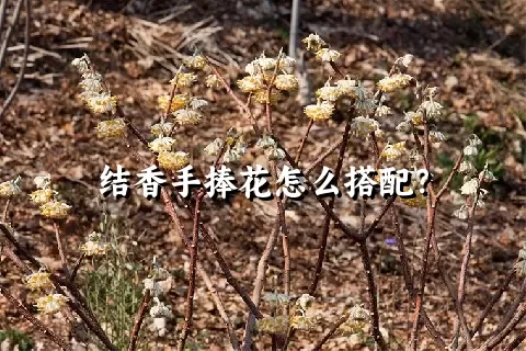 结香手捧花怎么搭配？