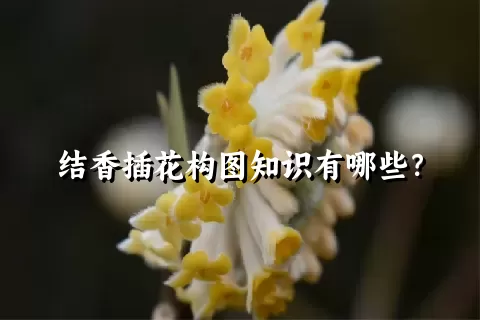 结香插花构图知识有哪些？