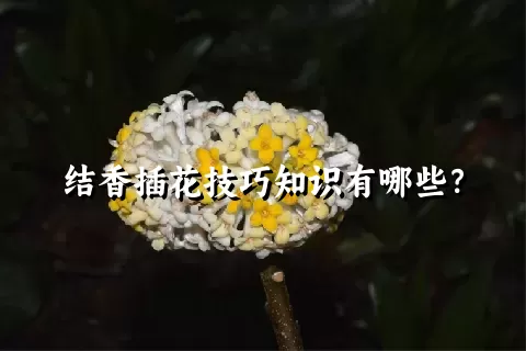 结香插花技巧知识有哪些？