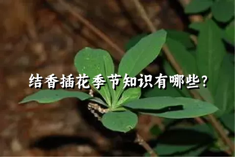 结香插花季节知识有哪些？