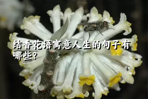 结香花语寓意人生的句子有哪些？