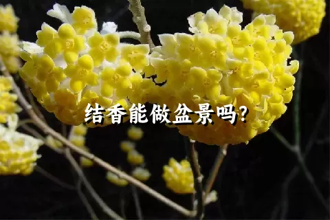 结香能做盆景吗？