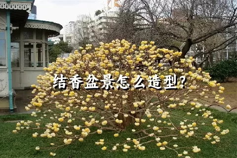 结香盆景怎么造型？