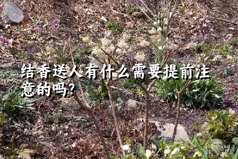 结香送人有什么需要提前注意的吗？