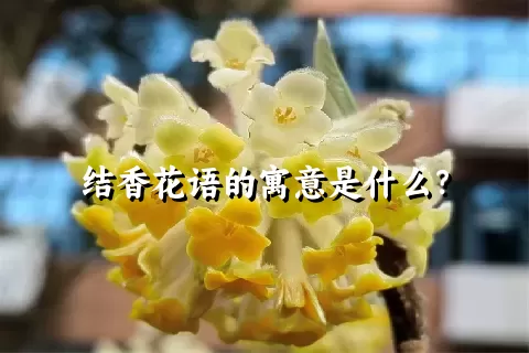 结香花语的寓意是什么？