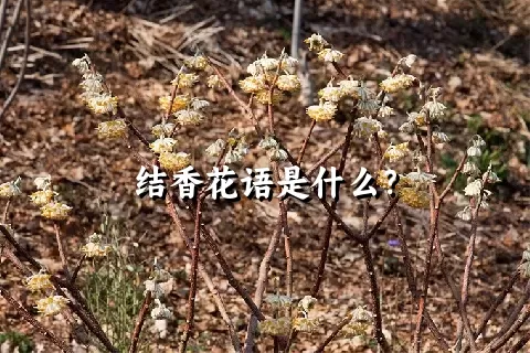 结香花语是什么？