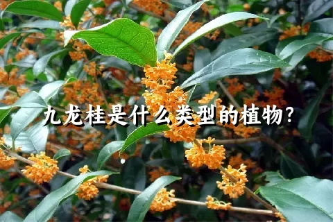 九龙桂是什么类型的植物？