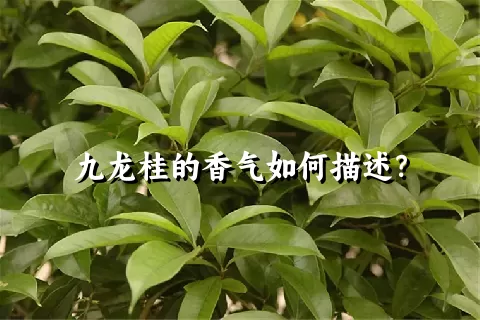 九龙桂的香气如何描述？