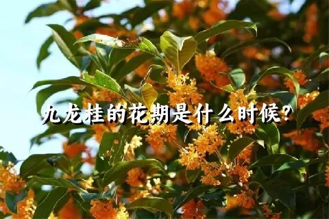 九龙桂的花期是什么时候？