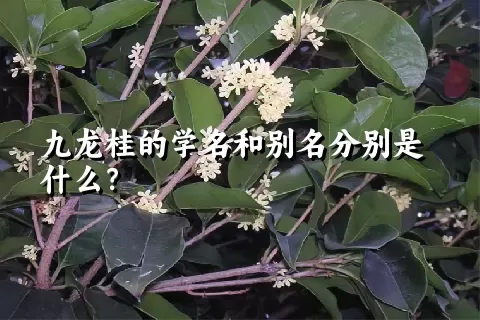 九龙桂的学名和别名分别是什么？