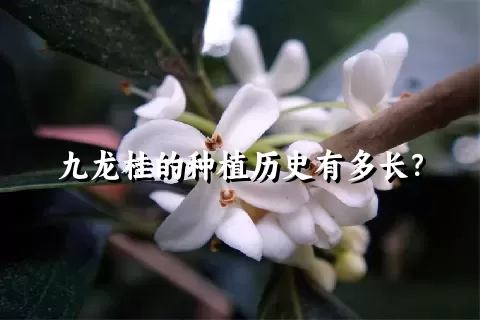 九龙桂的种植历史有多长？