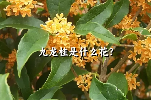 九龙桂是什么花？