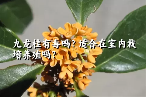 九龙桂有毒吗？适合在室内栽培养殖吗？