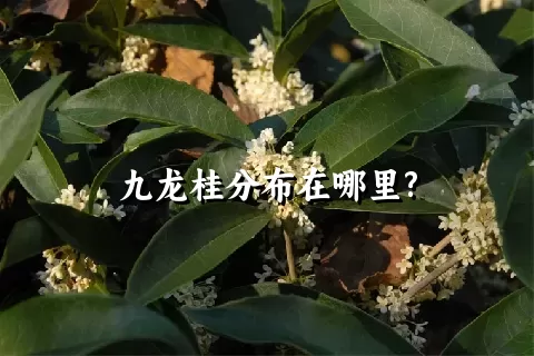 九龙桂分布在哪里?