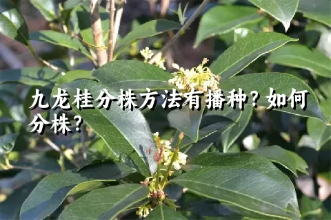 九龙桂分株方法有播种？如何分株？