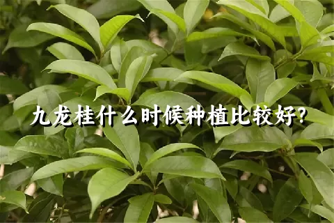 九龙桂什么时候种植比较好？