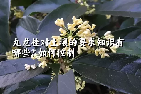 九龙桂对土壤的要求知识有哪些？如何控制