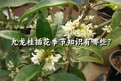 九龙桂插花季节知识有哪些？