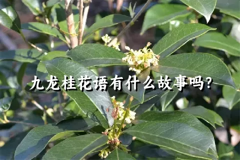 九龙桂花语有什么故事吗？