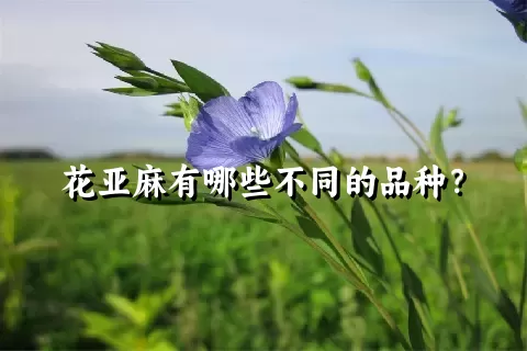 花亚麻有哪些不同的品种？