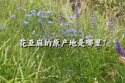 花亚麻的原产地是哪里？