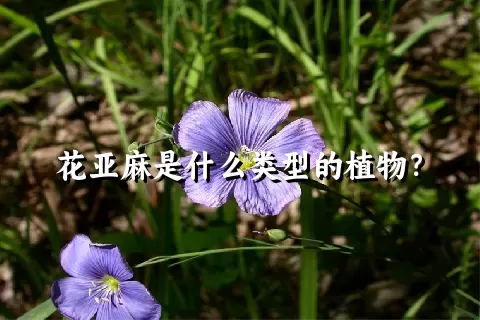 花亚麻是什么类型的植物？