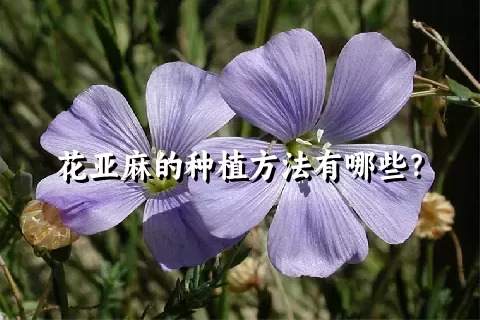 花亚麻的种植方法有哪些？