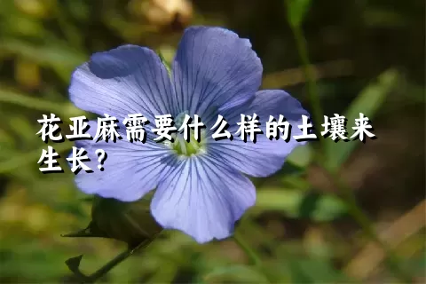 花亚麻需要什么样的土壤来生长？