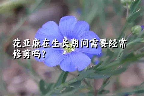 花亚麻在生长期间需要经常修剪吗？