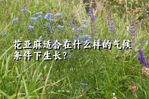 花亚麻适合在什么样的气候条件下生长？