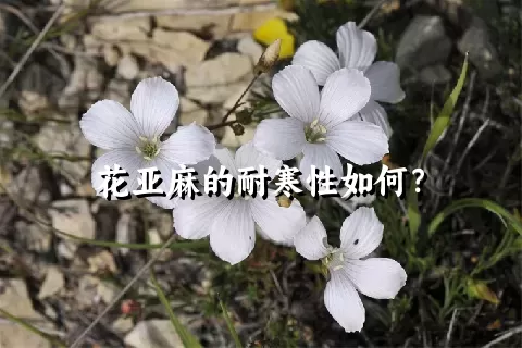 花亚麻的耐寒性如何？