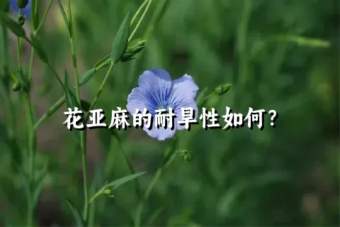 花亚麻的耐旱性如何？