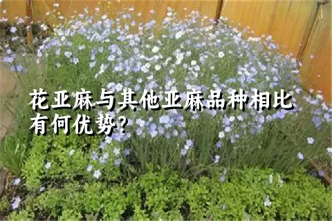 花亚麻与其他亚麻品种相比有何优势？