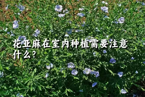 花亚麻在室内种植需要注意什么？