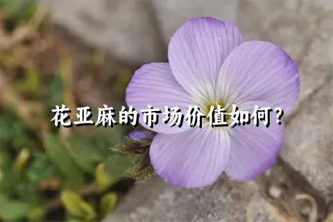 花亚麻的市场价值如何？