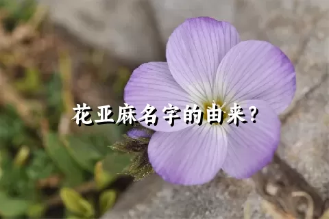 花亚麻名字的由来？