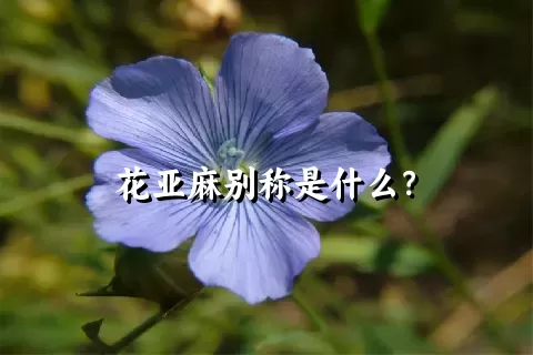 花亚麻别称是什么？