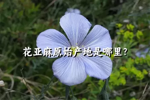 花亚麻原始产地是哪里？