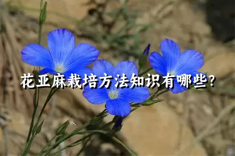 花亚麻栽培方法知识有哪些？