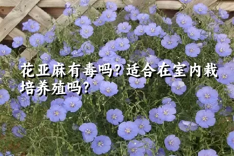 花亚麻有毒吗？适合在室内栽培养殖吗？