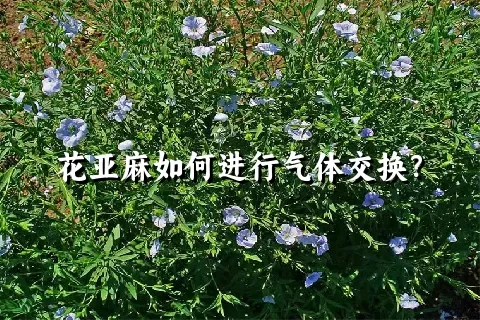 花亚麻如何进行气体交换？