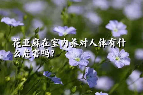 花亚麻在室内养对人体有什么危害吗？