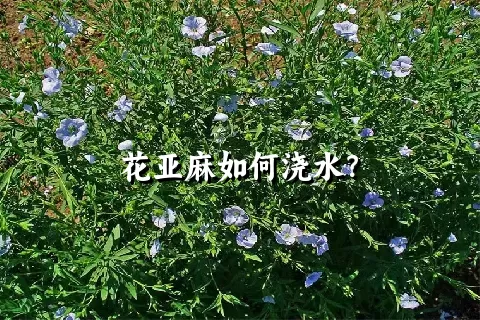 花亚麻如何浇水？